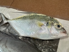 リュウキュウヨロイアジの釣果