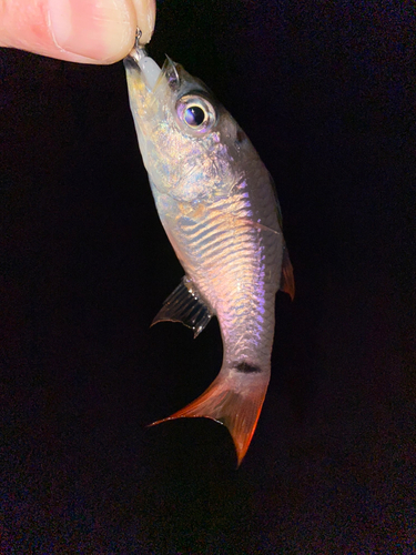 ネンブツダイの釣果