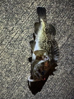 ソイの釣果