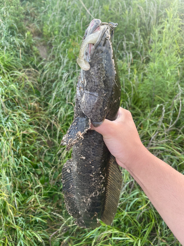 ライギョの釣果