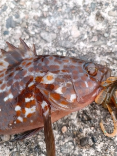 キジハタの釣果