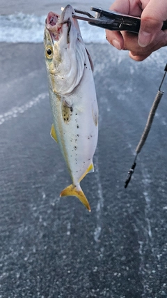 ワカシの釣果