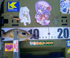 クロホシフエダイの釣果