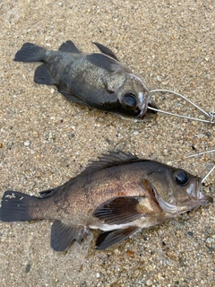 メバルの釣果