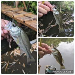 ラージマウスバスの釣果