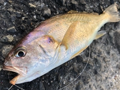 イシモチの釣果