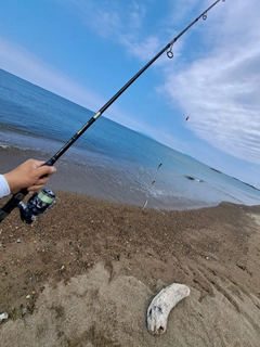 キスの釣果