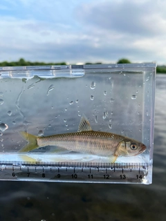 オイカワの釣果