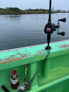 マダコの釣果