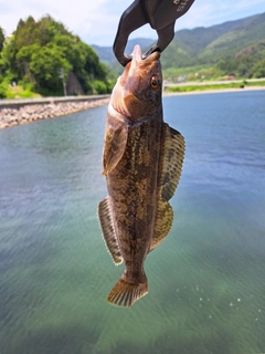 アイナメの釣果