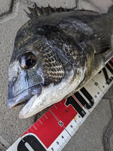 クロダイの釣果