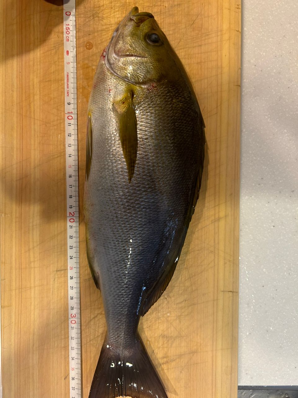 サッバーさんの釣果 2枚目の画像