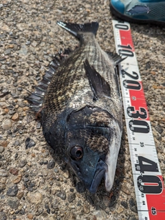 クロダイの釣果