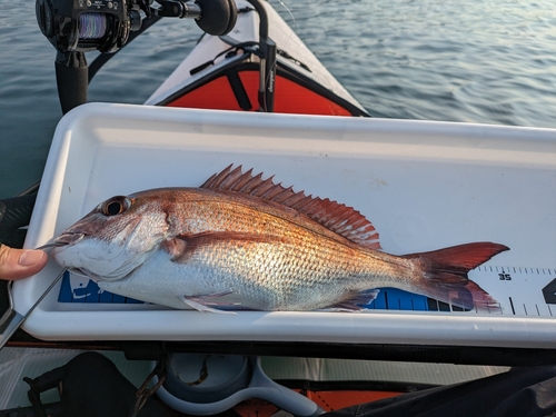 マダイの釣果