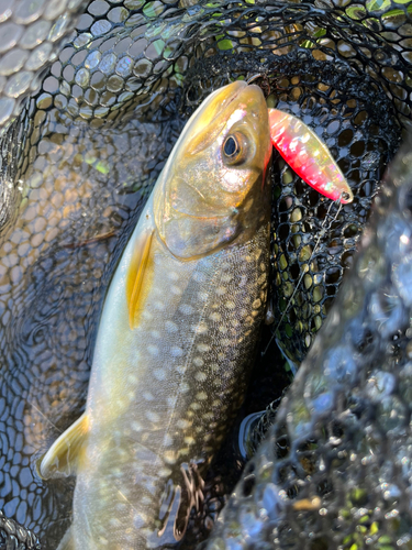 アメマスの釣果