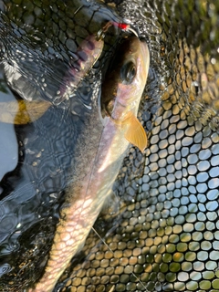 アメマスの釣果