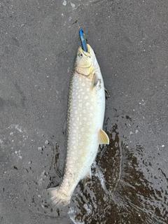 アメマスの釣果