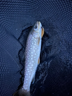 アメマスの釣果