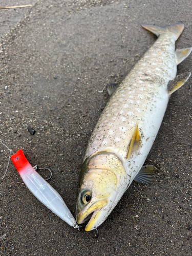 アメマスの釣果