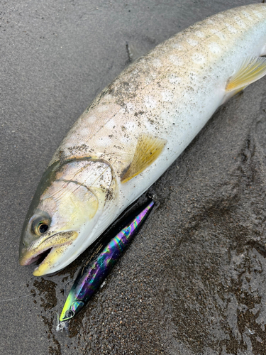 アメマスの釣果