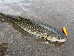 アメマスの釣果