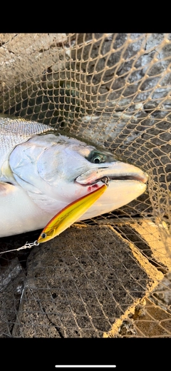 サクラマスの釣果