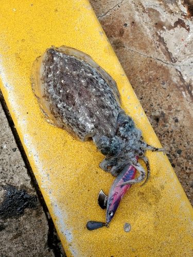 コウイカの釣果