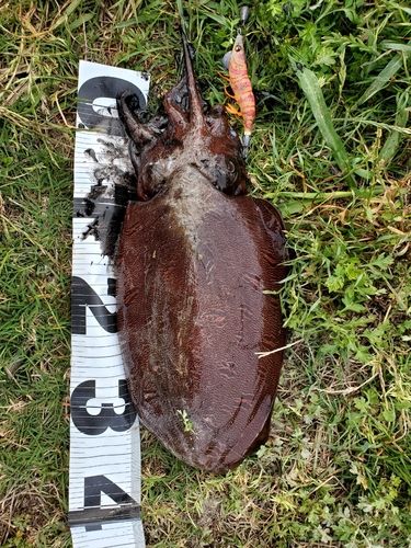 コウイカの釣果