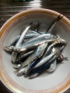 カタクチイワシの釣果