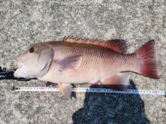 コブダイの釣果