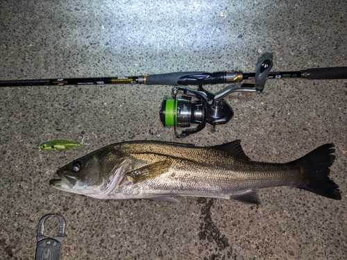 シーバスの釣果