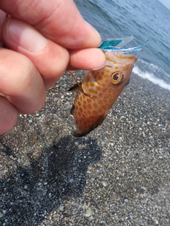 オオモンハタの釣果