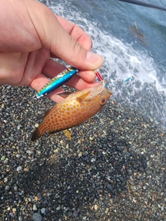 オオモンハタの釣果