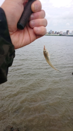 マハゼの釣果