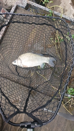 ヘラブナの釣果