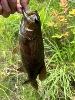 スモールマウスバスの釣果