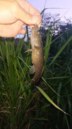 カワアナゴの釣果