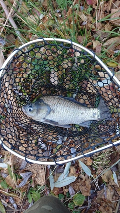 ヘラブナの釣果