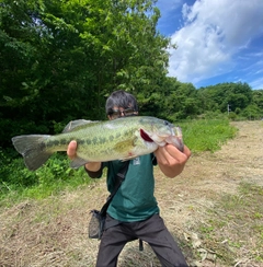 ラージマウスバスの釣果