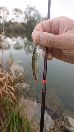 モツゴの釣果