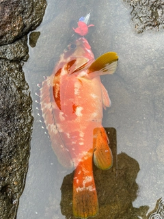 アカハタの釣果