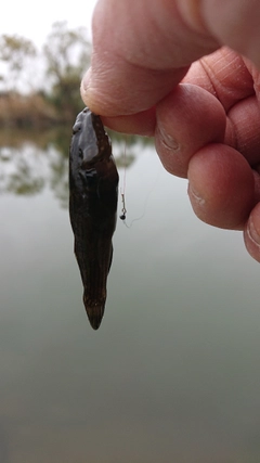 ヌマチチブの釣果