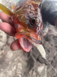 アカハタの釣果