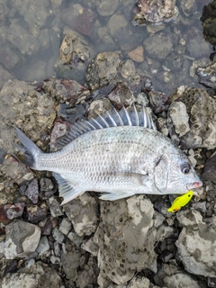 キビレの釣果