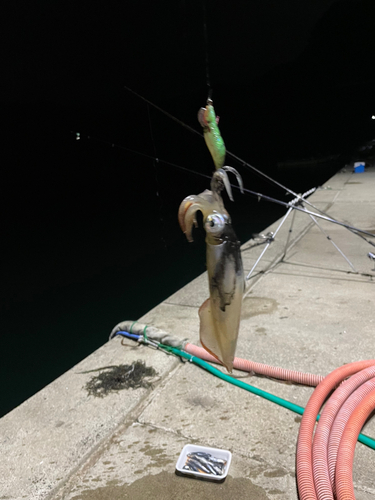 ケンサキイカの釣果