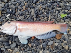 アマダイの釣果