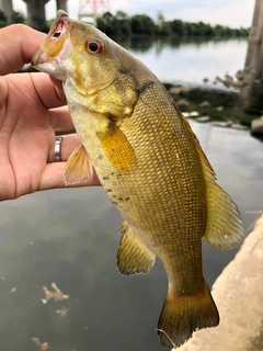 スモールマウスバスの釣果