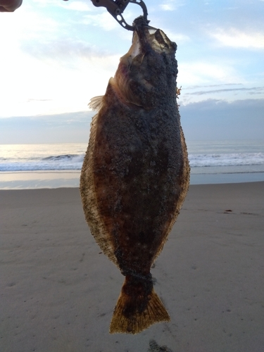 ソゲの釣果