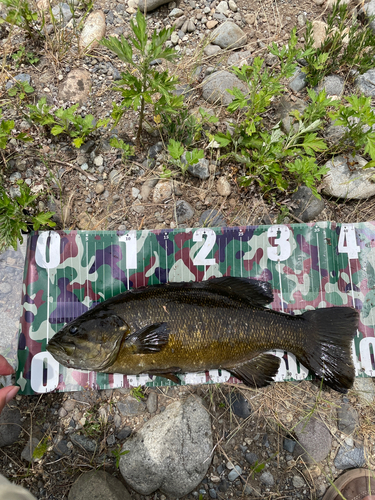 スモールマウスバスの釣果