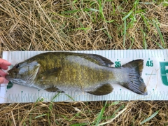 スモールマウスバスの釣果